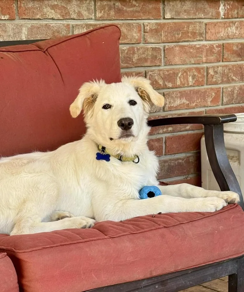 A baby medium-sized male Labrador Retriever dog named Emu for adoption in TULSA, OK
