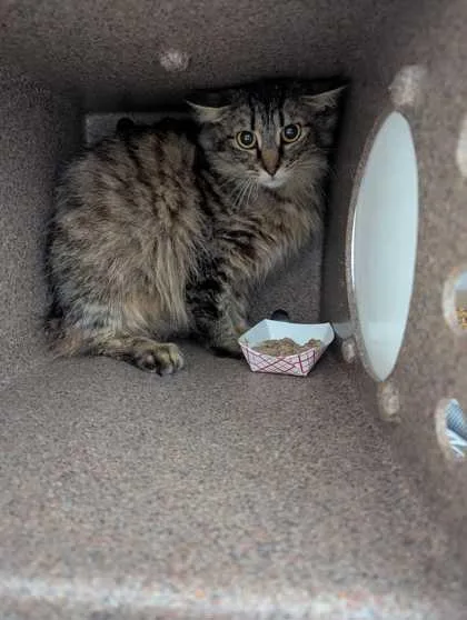 An adult small-sized female Domestic Short Hair cat named French Fry for adoption in Sevierville, TN