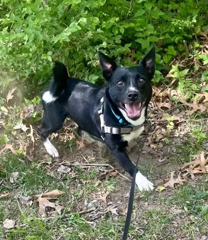 An adult medium-sized male Black Jack Russell Terrier dog named Smokey for adoption in Annapolis, MD