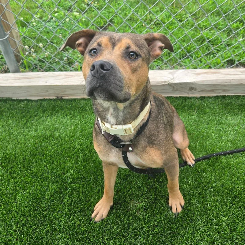 An adult medium-sized female Yellow / Tan / Blond / Fawn Mixed Breed dog named Vesta for adoption in Binghamton, NY