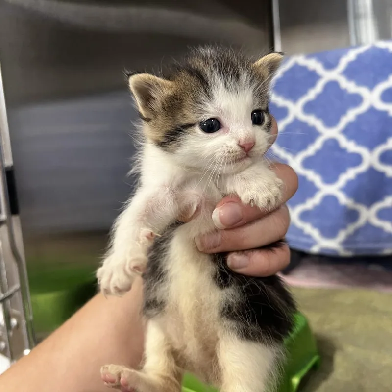 A baby small-sized male Brown / Chocolate Domestic Short Hair cat named Cash for adoption in Harrisville, WV