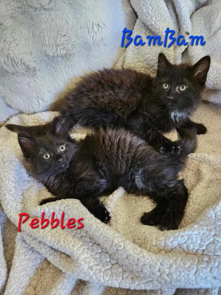 A baby medium-sized female Domestic Medium Hair cat named Pebbles Flintstone for adoption in Parkville, MD