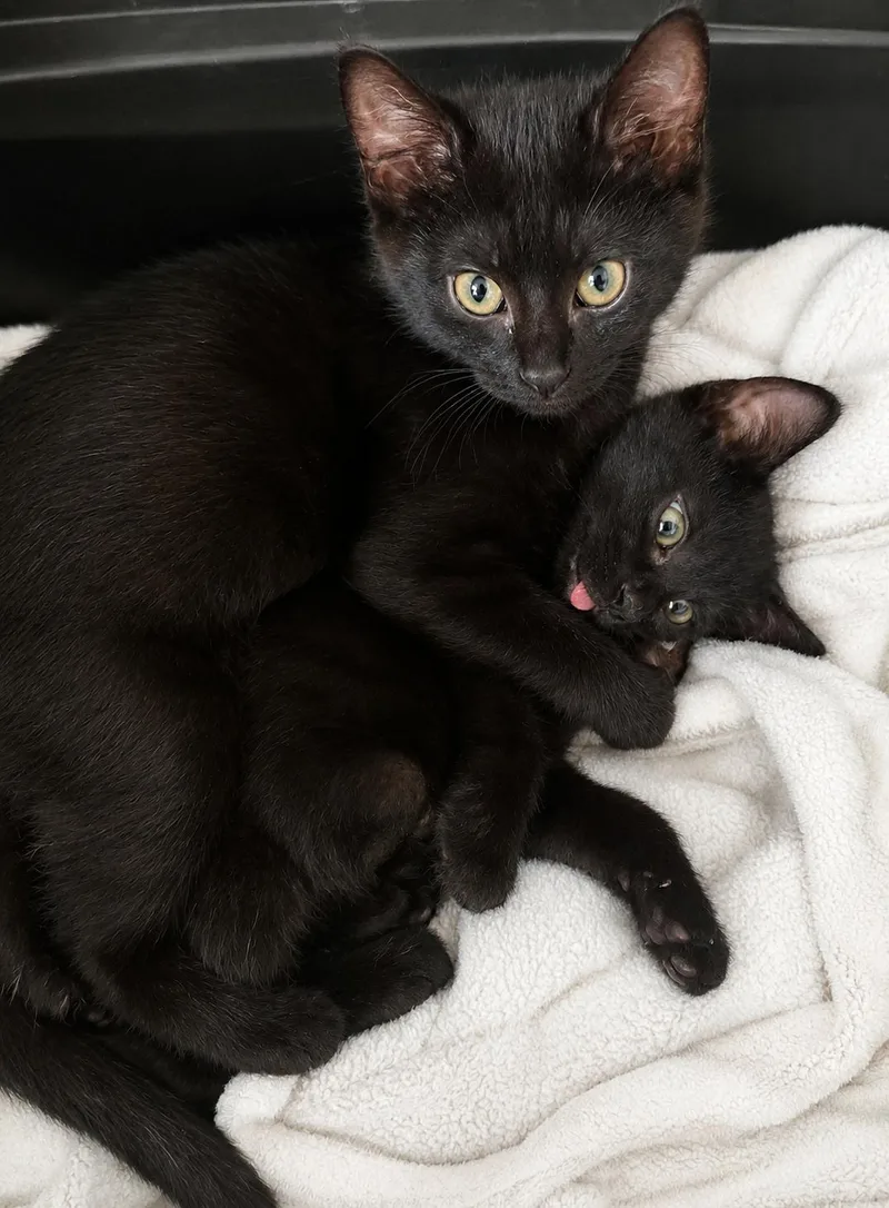 A baby medium-sized female Domestic Short Hair cat named Uber for adoption in Farmington, MN