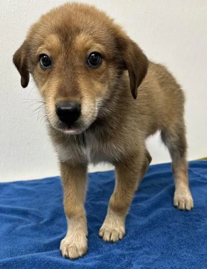 A young large-sized female Cattle Dog dog named Lunaire for adoption in Phoenix, AZ