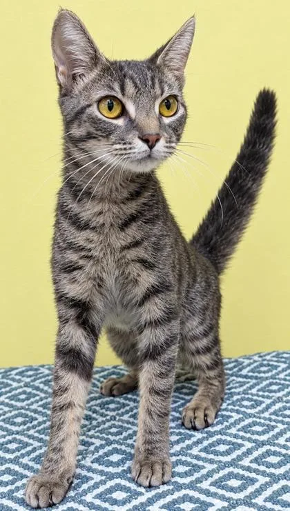 An adult medium-sized female Tabby (Gray / Blue / Silver) Domestic Short Hair cat named Skittles for adoption in Jackson, GA