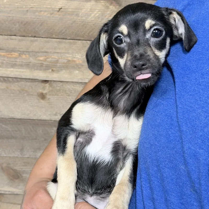 A baby small-sized female Black Mixed Breed dog named Maple for adoption in Medford, OR