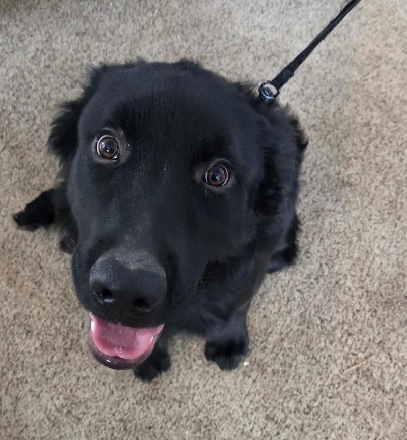 A young large-sized male Golden Retriever dog named Jack for adoption in Thayne, WY