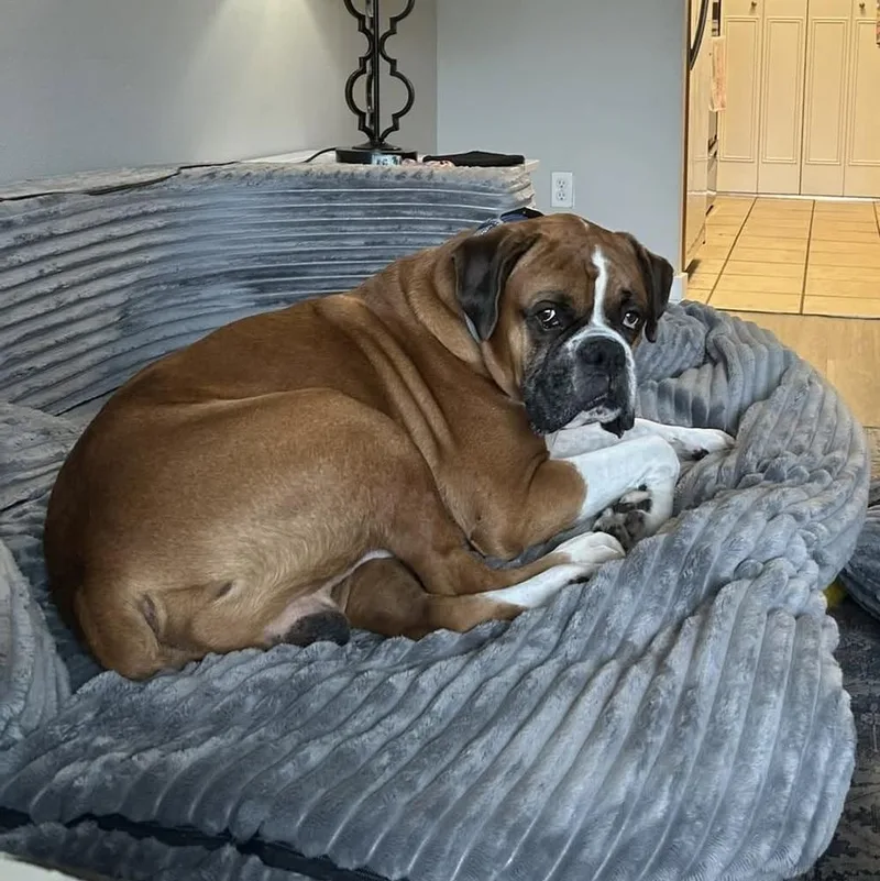 A senior medium-sized male Boxer dog named Pilsner for adoption in Denver, CO