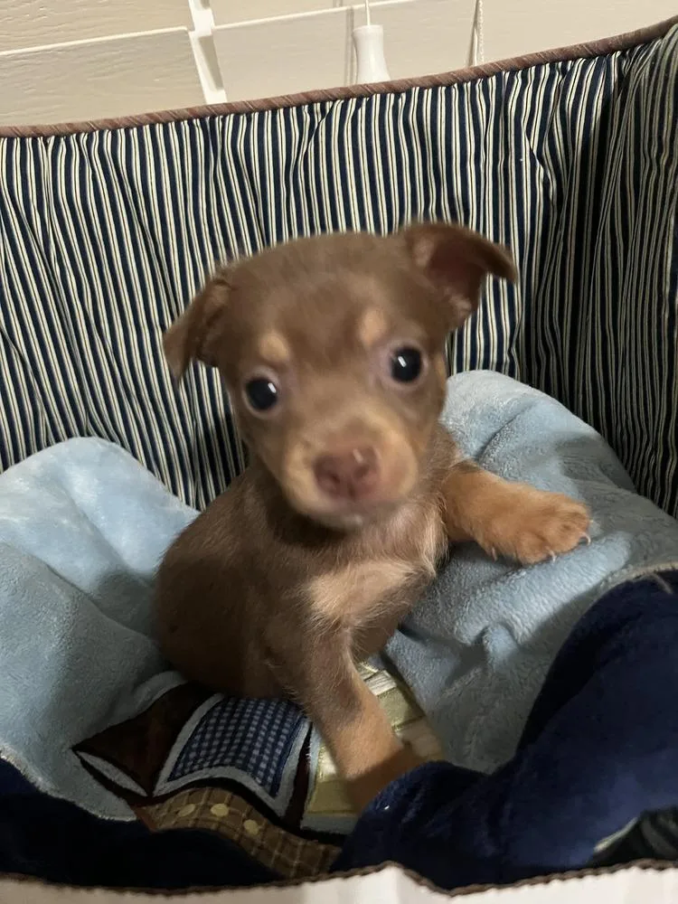 A baby small-sized male Chihuahua dog named Mother's Love Boy for adoption in Ocala, FL
