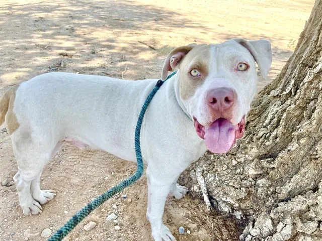 An adult medium-sized male Pit Bull Terrier dog named Frazil for adoption in Albuquerque, NM