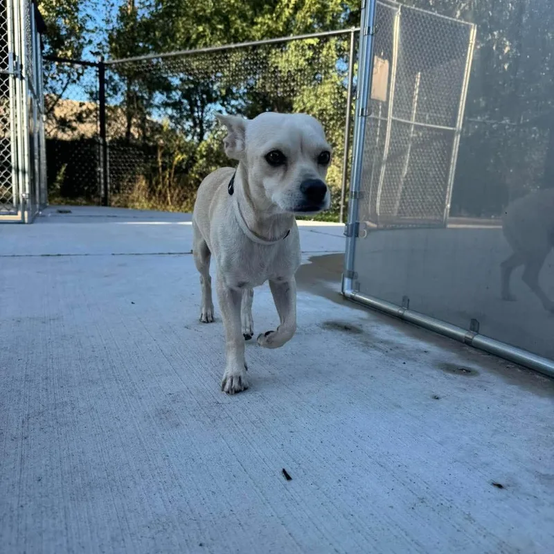 An adult small-sized male Chihuahua dog named Billy for adoption in Monticello, IA