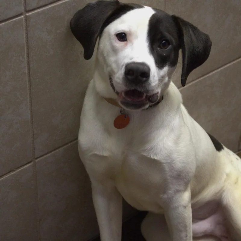 A young medium-sized male White / Cream Hound dog named Pirate for adoption in Springfield, MO