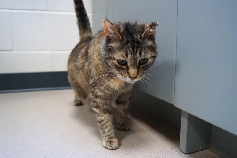 An adult medium-sized female Tabby (Brown / Chocolate) Tabby cat named Luana for adoption in New Milford, CT