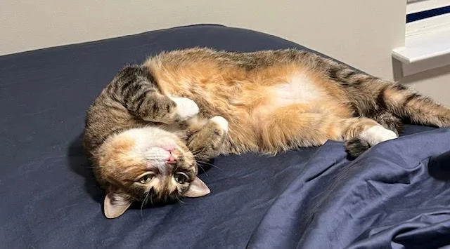 Juliet Bonded thumbnail 2