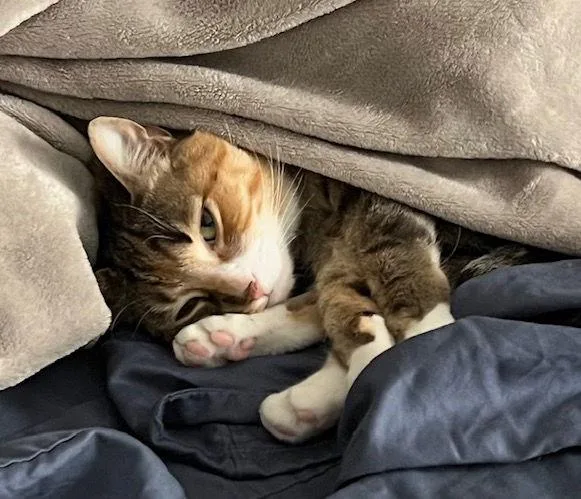 Juliet Bonded thumbnail 3