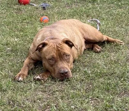 An adult large-sized female Mixed Breed dog named Luminelle for adoption in Chamblee, GA