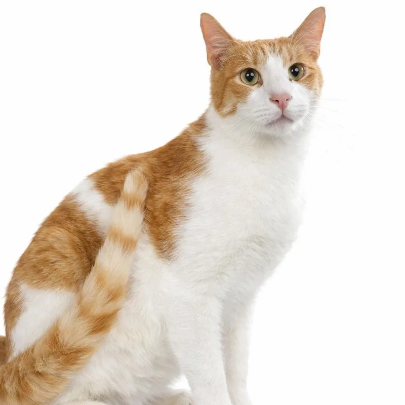 An adult extra large-sized male Tabby (Orange / Red) Domestic Short Hair cat named Sebastian for adoption in Houston, TX