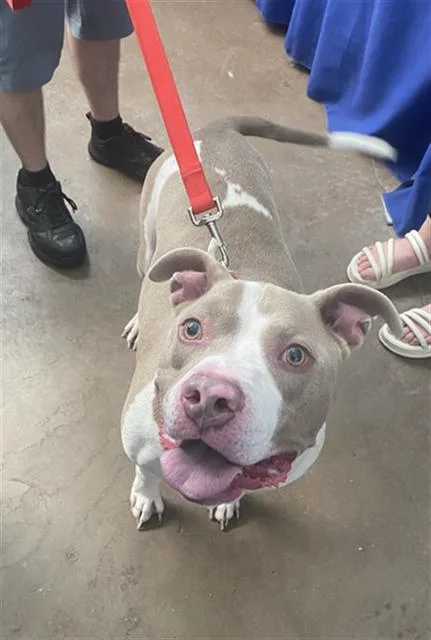 An adult large-sized male Mixed Breed dog named Hank for adoption in Dallas, TX