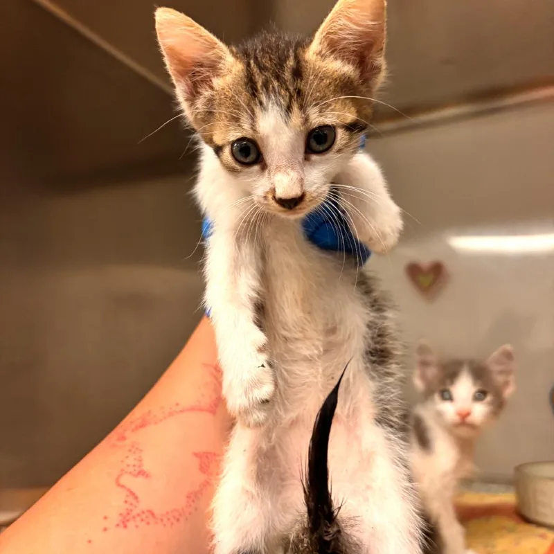 A baby small-sized female Domestic Medium Hair cat named EACSStray_ for adoption in Edinburg, TX