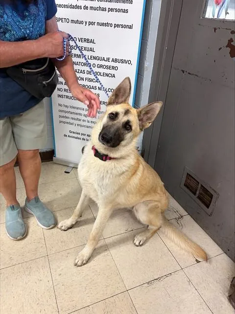 A young large-sized female Belgian Shepherd / Malinois dog named Nivea for adoption in Stockton, CA