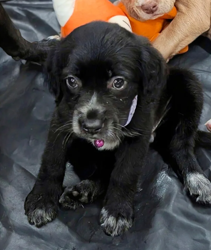 A baby medium-sized female White / Cream Labrador Retriever dog named Nightingale for adoption in Dallas, TX