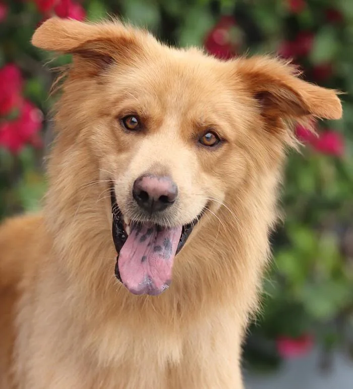 A young large-sized male Golden German Shepherd Dog dog named Naruto von Neulewin for adoption in Los Angeles, CA