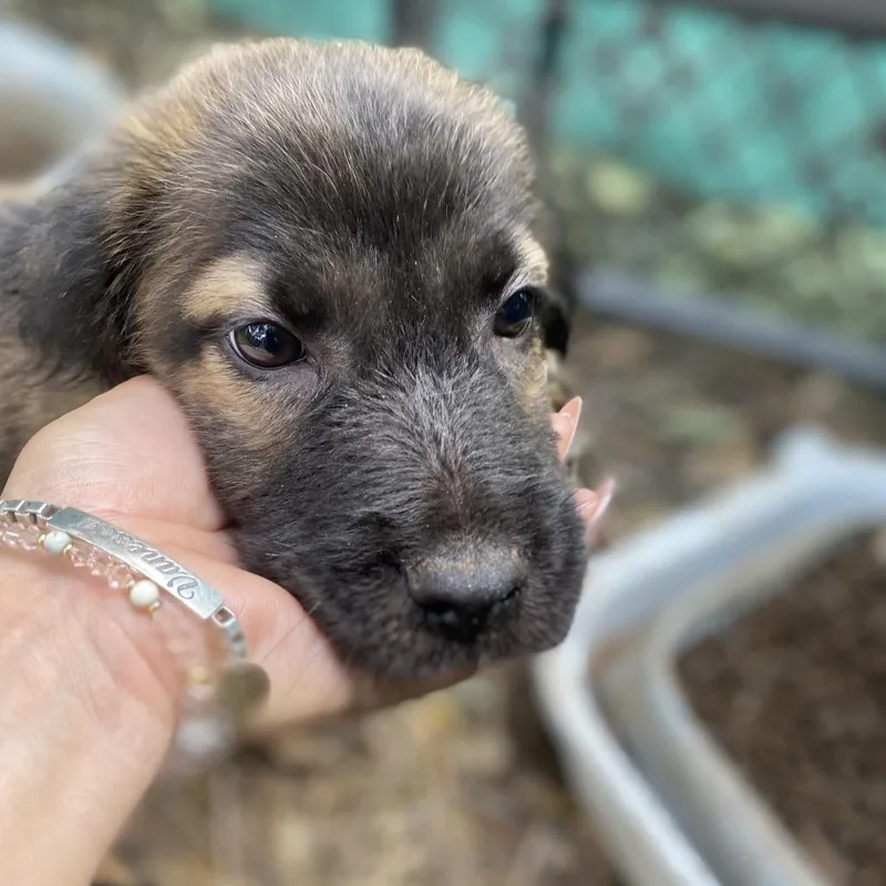 A baby small-sized female Brown / Chocolate Schnauzer dog named Winnie for adoption in Escondido, CA