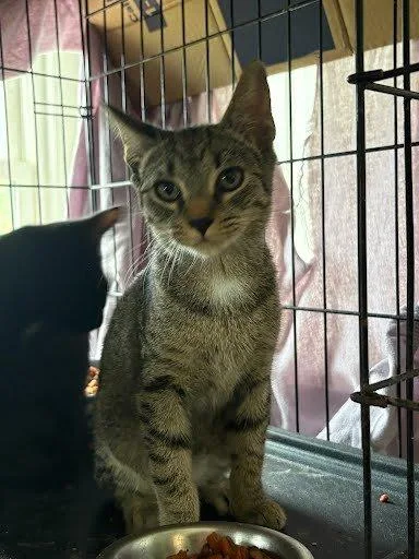 A baby small-sized female Tabby (Brown / Chocolate) Domestic Short Hair cat named Pink Lady for adoption in Raleigh, NC