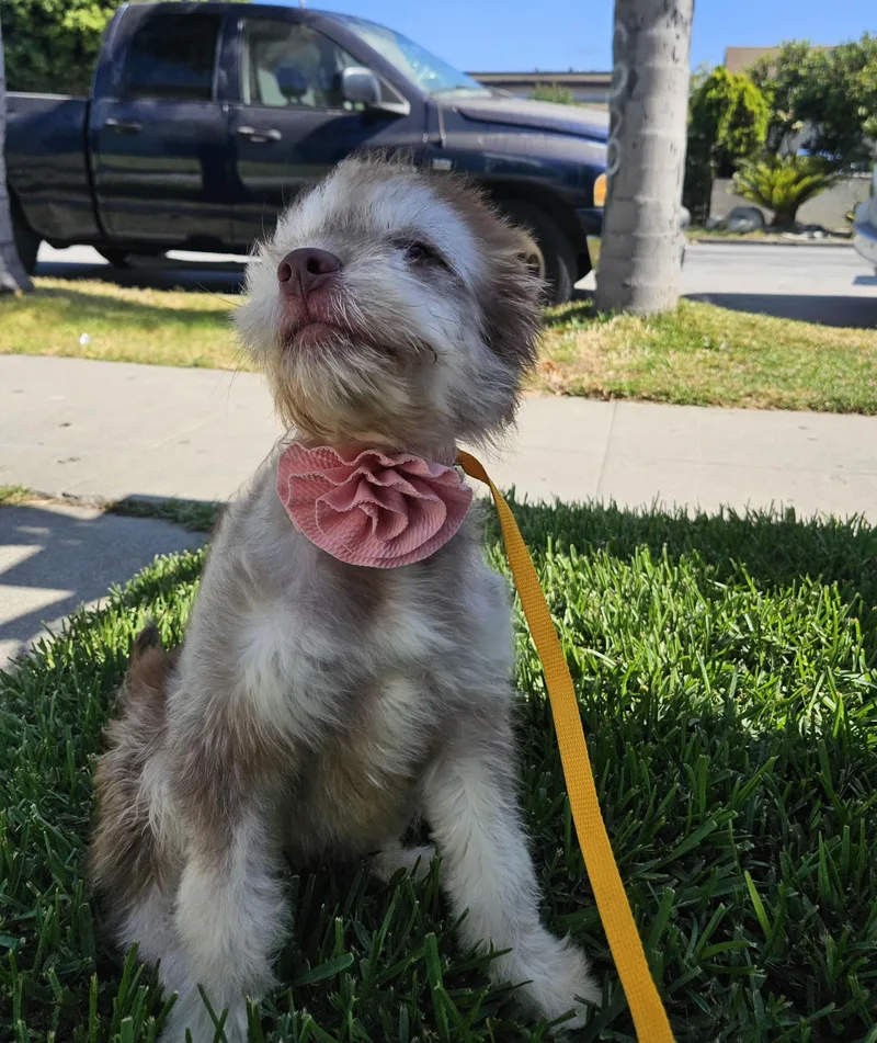 A baby small-sized female Merle (Red) Aussiedoodle dog named Dorothy for adoption in Los Angeles, CA