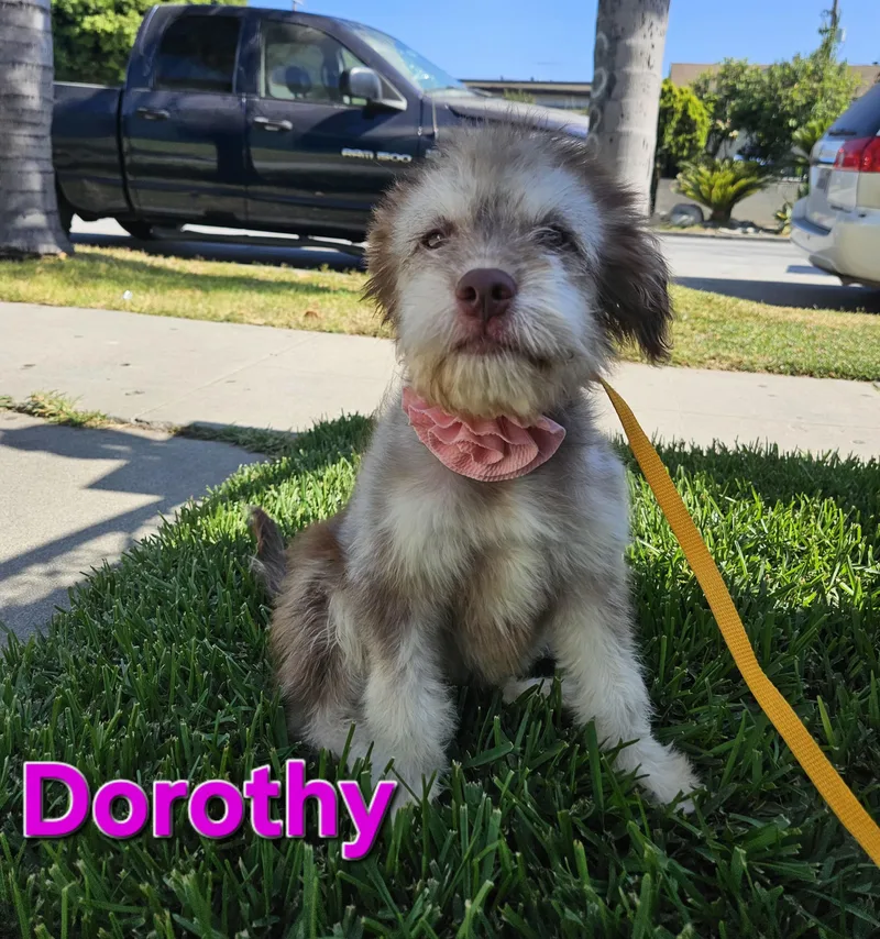 Dorothy thumbnail 2