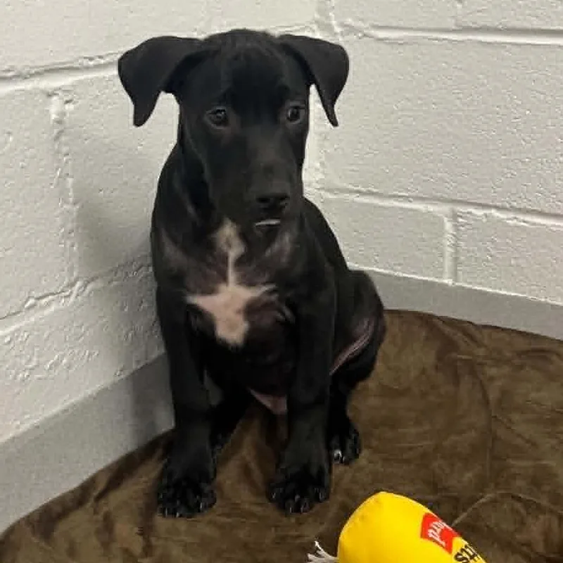 A baby small-sized male Black Mixed Breed dog named Duke for adoption in Hampton Bays, NY