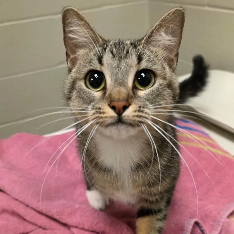 An adult medium-sized female Domestic Short Hair cat named Valencia for adoption in South Bend, IN