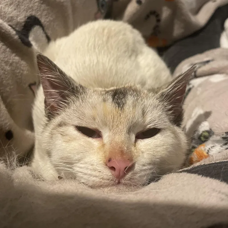 A baby small-sized female Gray / Blue / Silver Siamese cat named Rugrat for adoption in Brooklyn, NY