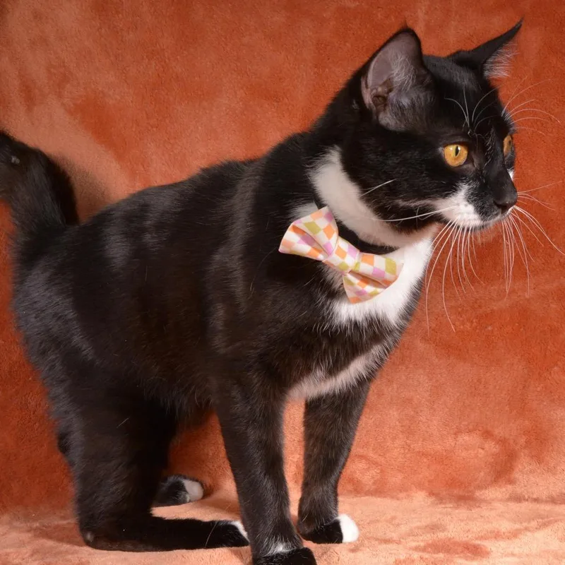 A young medium-sized male Black Domestic Short Hair cat named Pete for adoption in Traverse City, MI