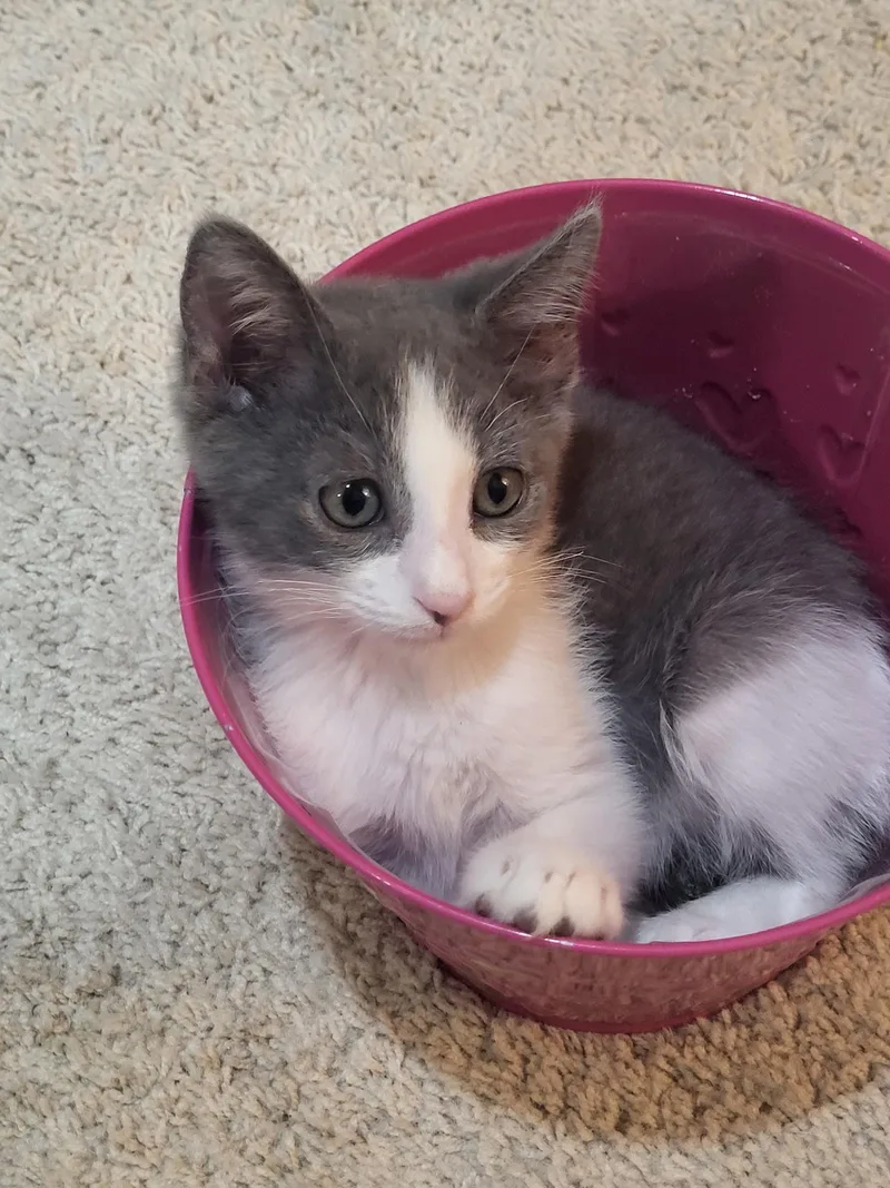 A baby small-sized male Domestic Short Hair cat named Silverado for adoption in Rio Linda, CA