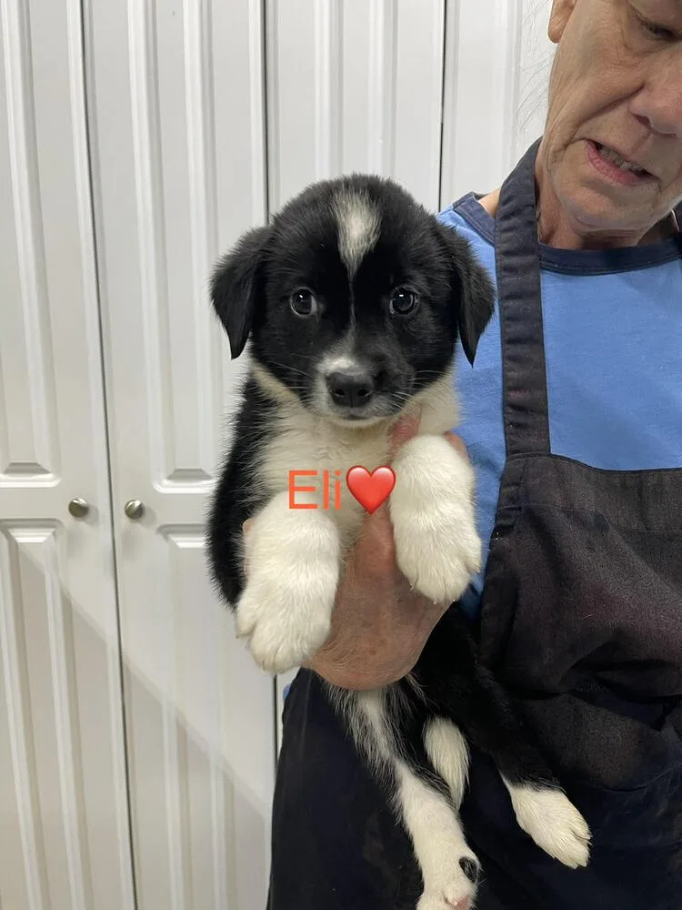 Eli