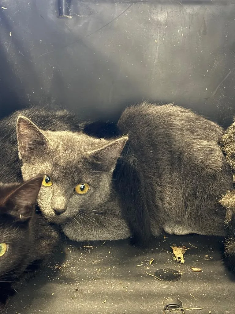 A young medium-sized female Domestic Short Hair cat named Janelle for adoption in Clarksville, TN