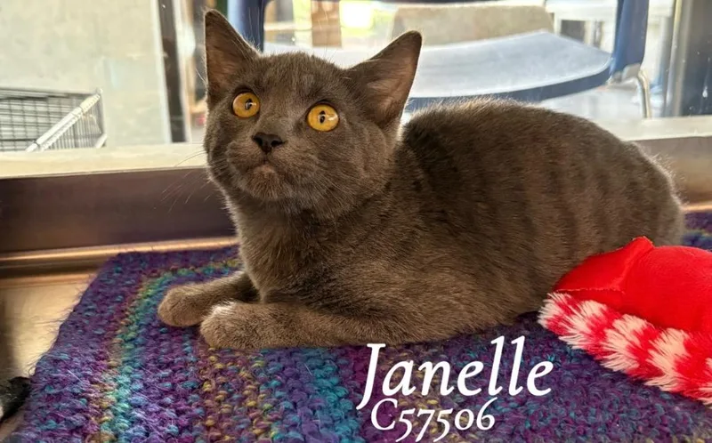 Janelle thumbnail 2