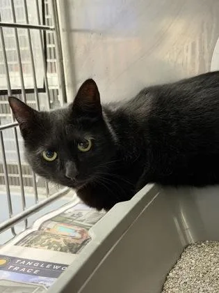 An adult medium-sized female Domestic Short Hair cat named Boots for adoption in Daytona Beach, FL