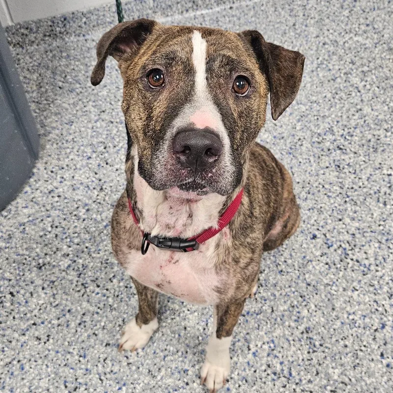 A senior medium-sized male Brown / Chocolate American Staffordshire Terrier dog named Nolan for adoption in Greenville, SC