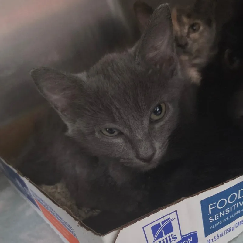 A baby small-sized female Domestic Medium Hair cat named Sylvanas for adoption in Lakeland, FL
