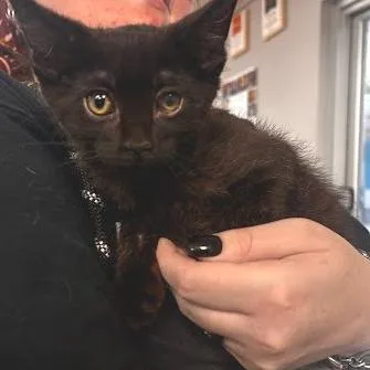A baby small-sized male Black Domestic Short Hair cat named Art for adoption in Belleville, IL