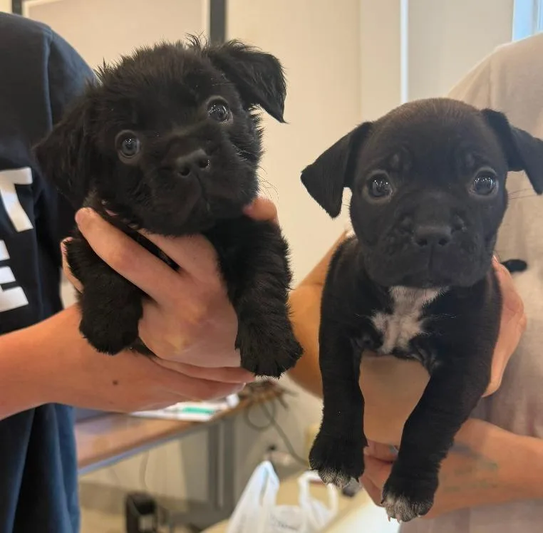 Bull