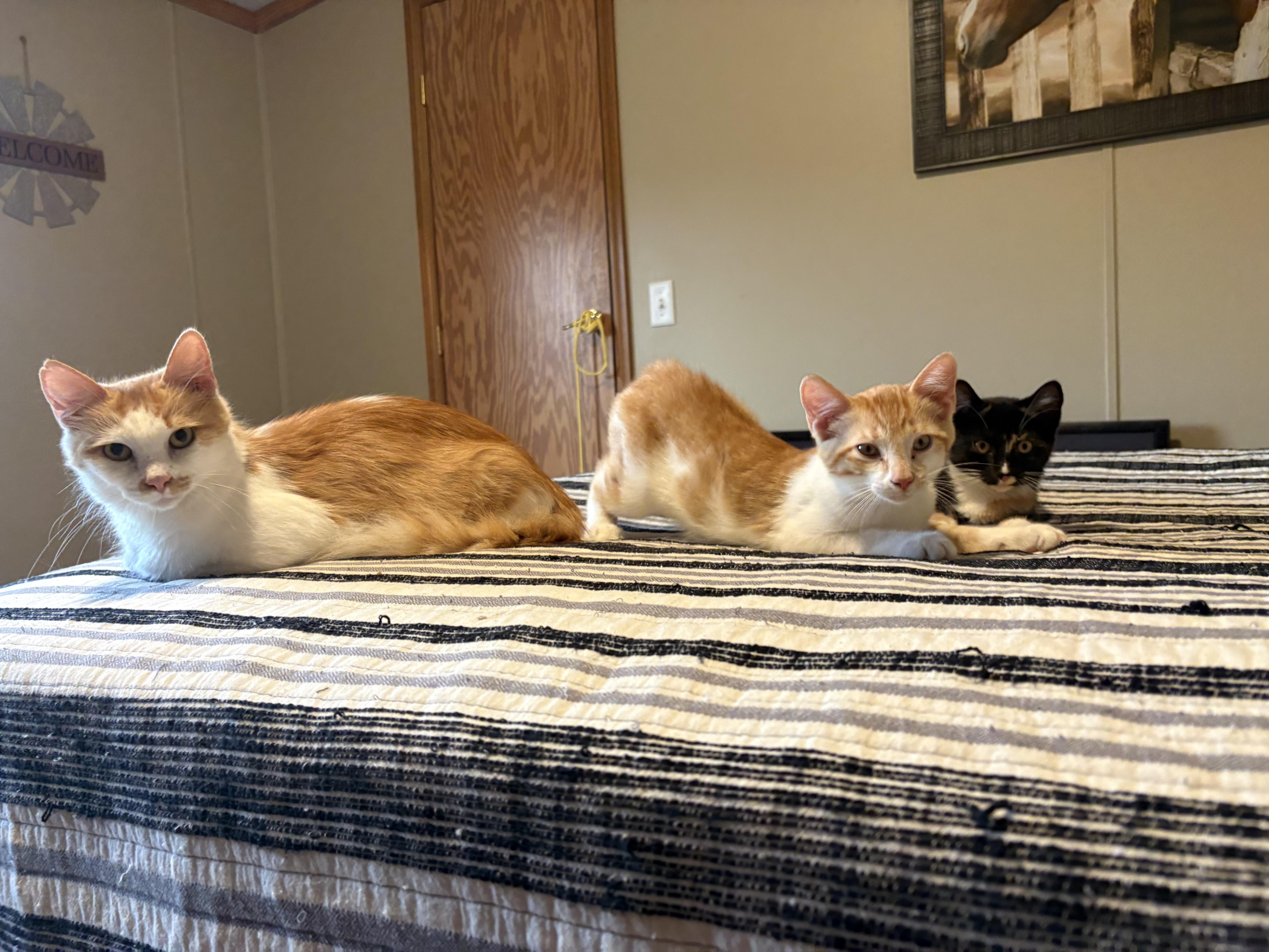 A young small-sized male Orange & White Domestic Short Hair cat named Orangey for adoption in Kent, OH