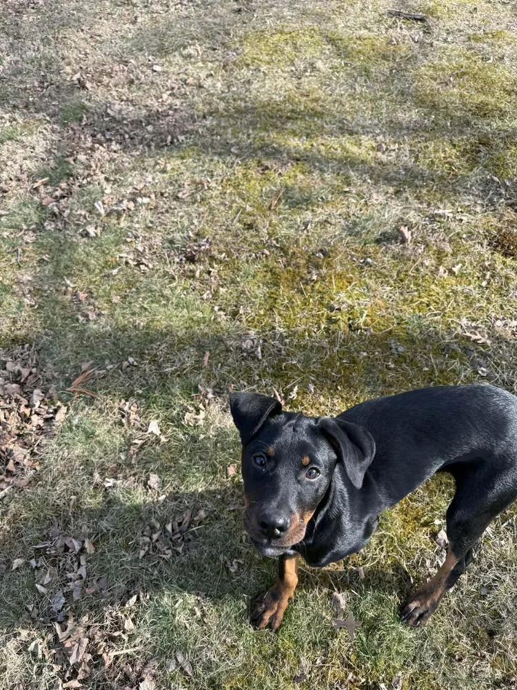 A baby medium-sized female Tricolor (Brown, Black, & White) Rottweiler dog named Bellatrix Dawn for adoption in Aurora, IN