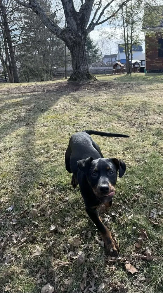 Bellatrix Dawn thumbnail 5