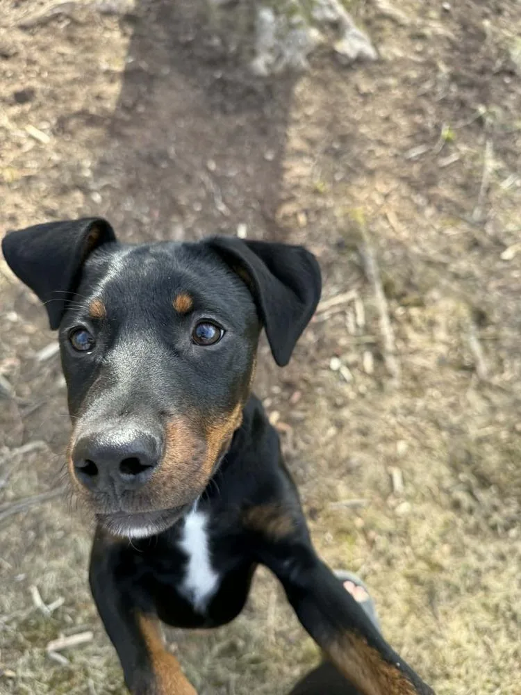 Bellatrix Dawn thumbnail 6