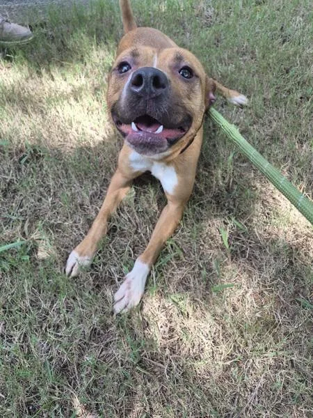 An adult medium-sized female Pit Bull Terrier dog named Pen for adoption in Lawrenceville, GA
