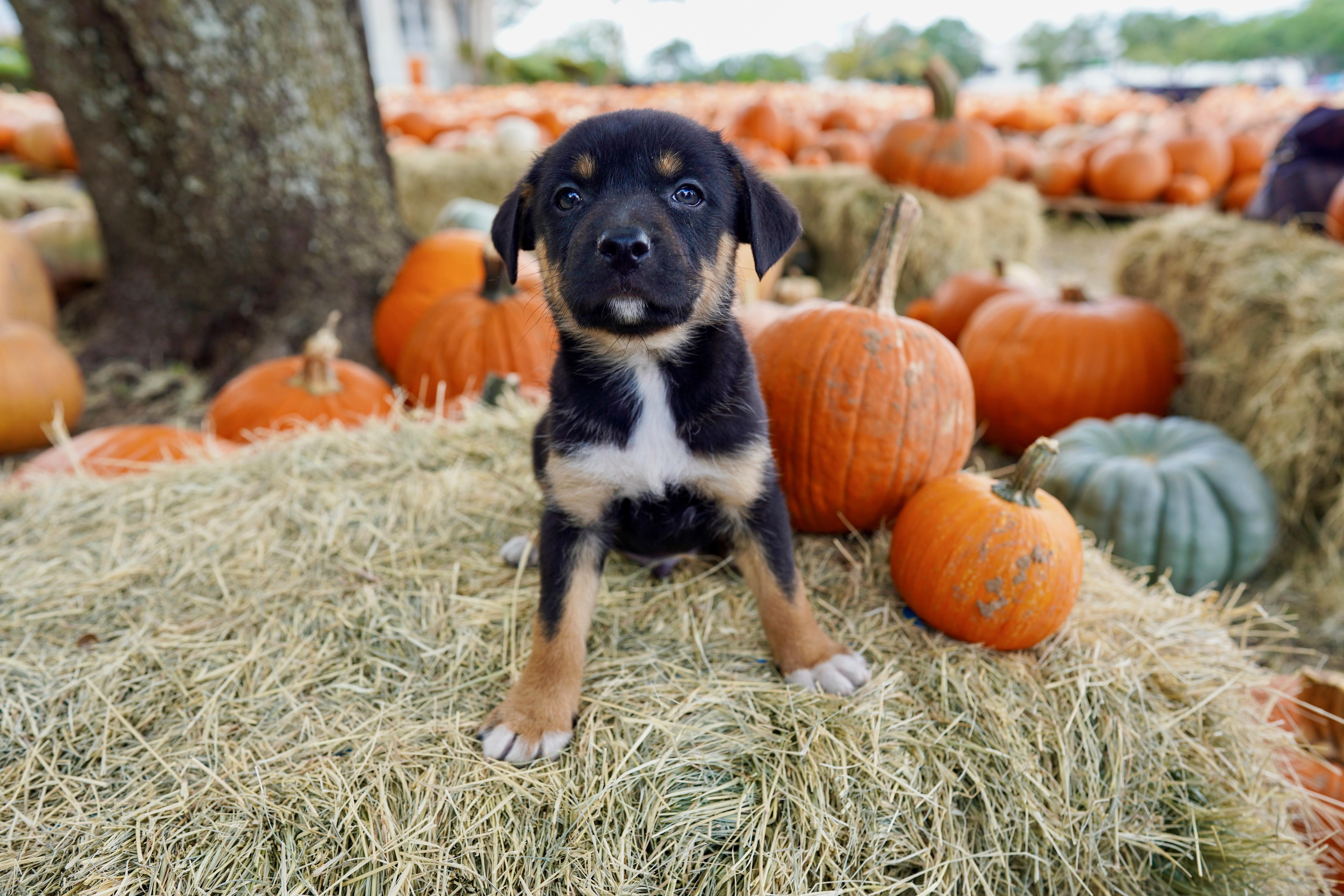 A young medium-sized male Bicolor Labrador Retriever dog named Saxophone for adoption in San Antonio, TX
