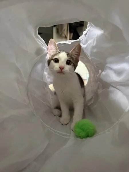 A baby medium-sized female Tabby (Tiger Striped) Domestic Short Hair cat named Bisque for adoption in Berkeley Heights, NJ